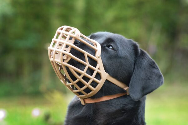 Dog Muzzle Large
